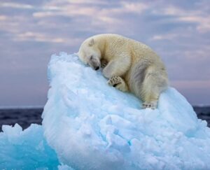 Polar bear sleeping on iceberg wins wildlife photography competition