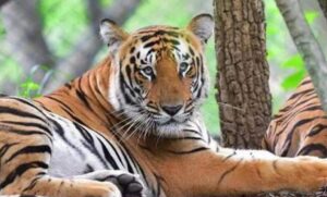 Arunachal Pradesh partners with NTCA to Save Tigers