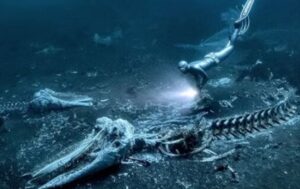 Underwater Photographer of the Year: Alex Dawson wins 2024 award for stunning ‘Whale Bones’ image