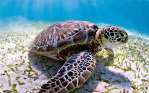 UP to establish its 'first turtle conservation reserve'