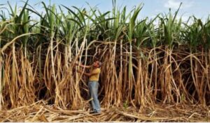 Center hikes FRP for sugarcane by eight percent per quintal