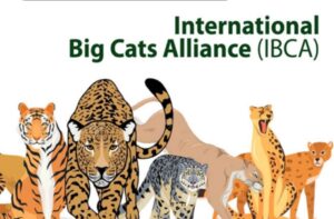 Cabinet approves establishment of International Big Cat Alliance (IBCA)