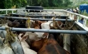 Govt plans to crack whip against cattle smuggling in JK, launches ‘Operation Kamdhenu’