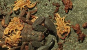Researchers camping in Thailand discover a new scorpion species