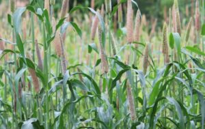 Rajasthan govt to give free seed kits to boost millets production