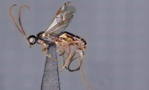New genus of parasitoid wasp discovered