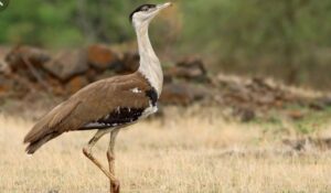 SC appoints expert committee to look into preservation of Great Indian Bustard