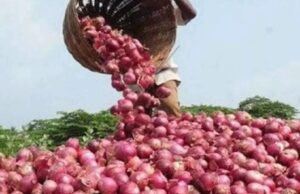 Government Approval of Onion Export to Friendly Countries