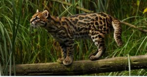 Clouded Tiger Cat found in Brazilian Rainforests