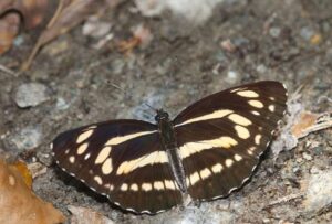 Rare butterfly species discovered in Arunachal’s Tale sanctuary
