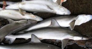 India, Oman to jointly undertake research on sharks and rays in Arabian Sea