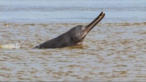 Indian Wildlife Institute claims the presence of 4,000 dolphins in the Ganga and its tributaries