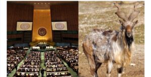 UN General Assembly declares May 24 as int'l day of markhor