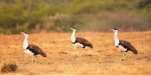64 Great Indian Bustards spotted during ‘Waterhole’ survey in Jaisalmer