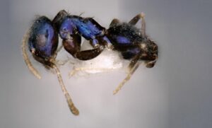 New ant species discovered from Siang Valley in Arunachal Pradesh