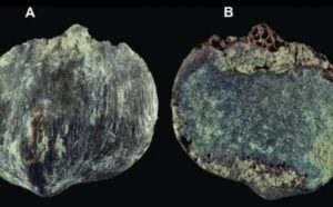 Scientists discover smallest ever great ape that only grew to size of human toddler